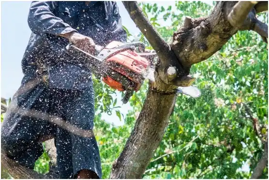 tree services Southern Gateway